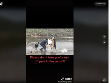 El dramático vídeo que advierte del peligro para los perros amantes del agua