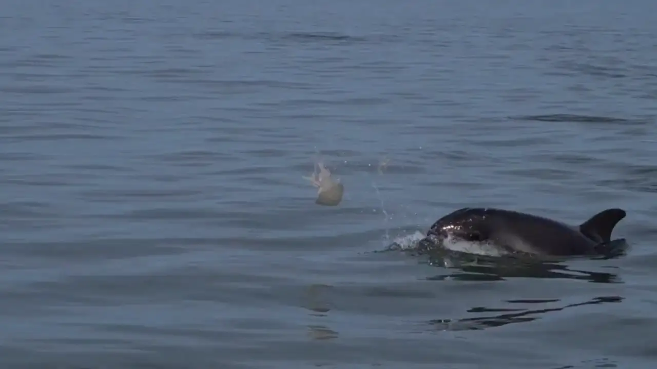 Unos delfines juegan al fútbol con una medusa en medio del océano