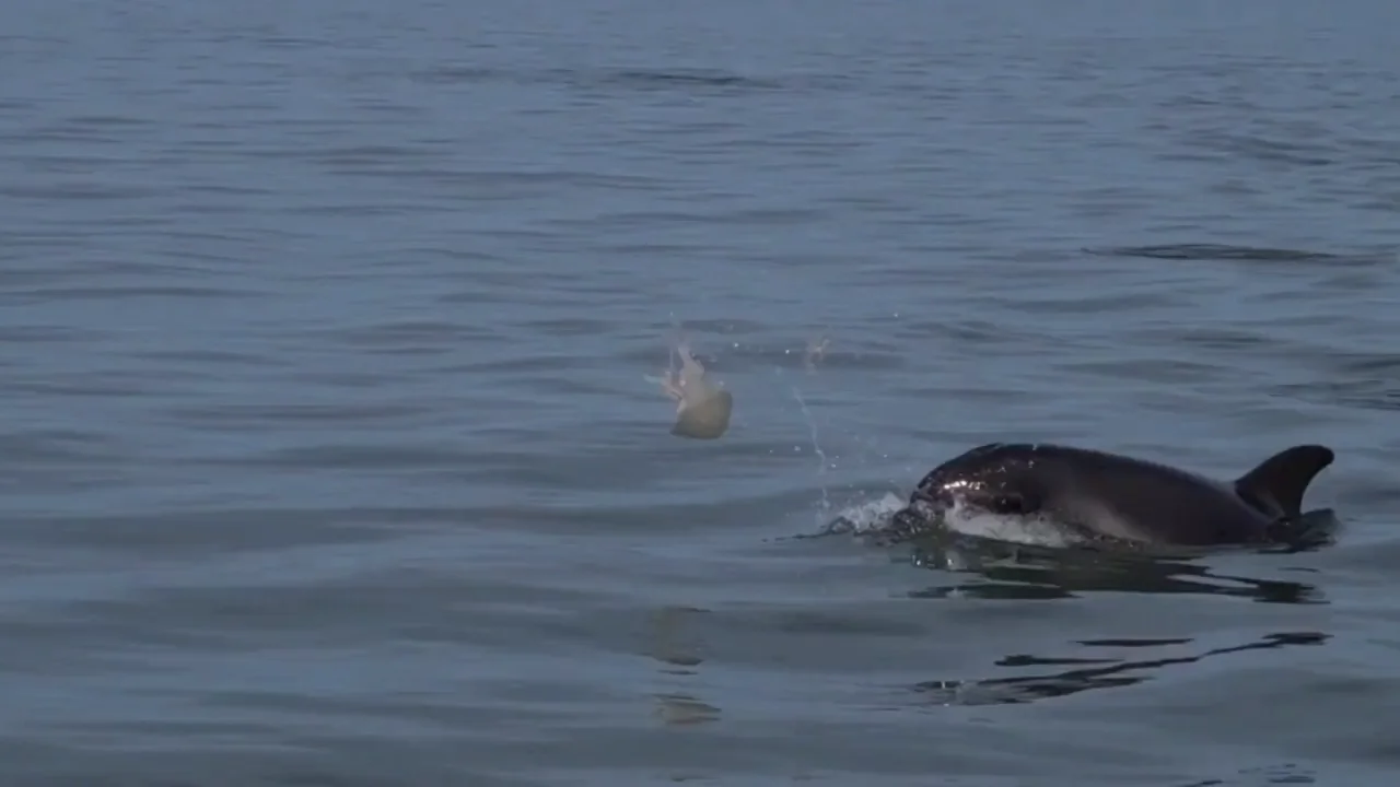 Unos delfines juegan al fútbol con una medusa en medio del océano Unos delfines juegan al fútbol con una medusa en medio del océano