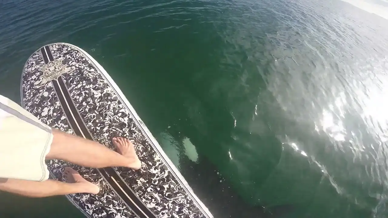 El impresionante vídeo de un paddleboarder junto a una orca se vuelve ha hacer viral 7 años después