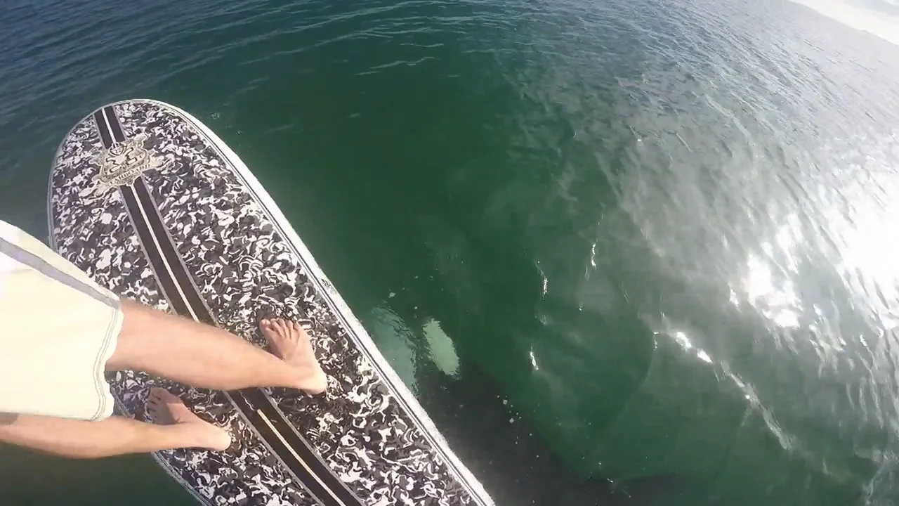 El impresionante v&iacute;deo de un paddleboarder junto a una orca se vuelve ha hacer viral 7 a&ntilde;os despu&eacute;s