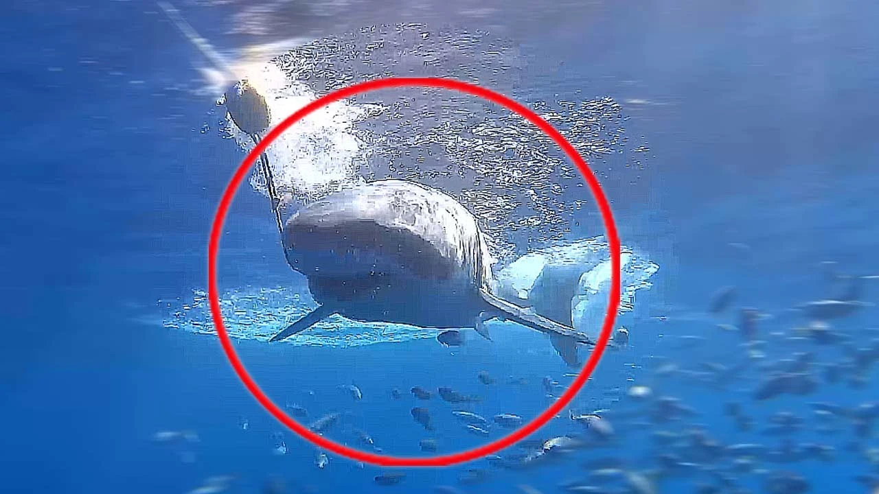 Un tiburón comiendo cebo