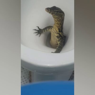 Turistas británicos en shock tras encontrar un enorme lagarto en su inodoro 