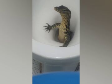 Turistas británicos en shock tras encontrar un enorme lagarto en su inodoro 