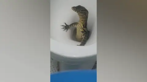 Turistas británicos en shock tras encontrar un enorme lagarto en su inodoro Turistas británicos en shock tras encontrar un enorme lagarto en su inodoro