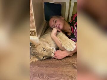 El vídeo de una mujer durmiendo la siesta junto a un león se ha hecho viral en redes sociales