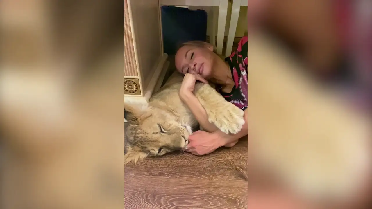 El vídeo de una mujer durmiendo la siesta junto a un león se ha hecho viral en redes sociales