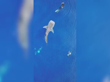 Impactantes imágenes de un grupo de buceadores nadando junto a un tiburón ballena