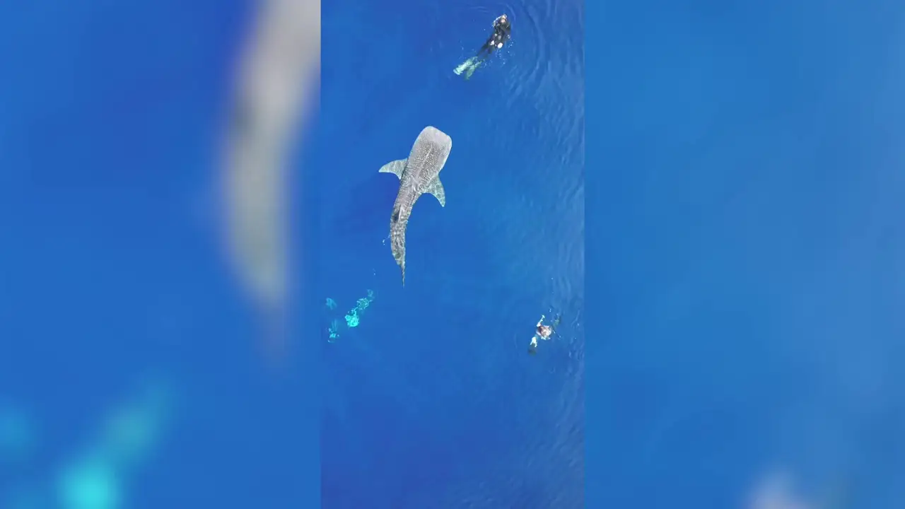 Impactantes imágenes de un grupo de buceadores nadando junto a un tiburón ballena