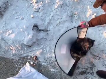 Una mujer rescata a un perro callejero atrapado por el hielo de una carretera China