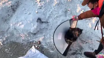 Una mujer rescata a un perro callejero atrapado por el hielo de una carretera China