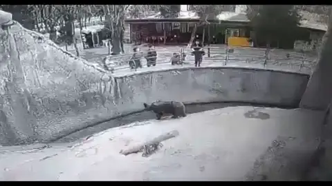 El aterrador momento en que a una madre se le cae su bebé en el recinto de un oso en Uzbekistán El aterrador momento en que a una madre se le cae su bebé en el recinto de un oso en Uzbekistán