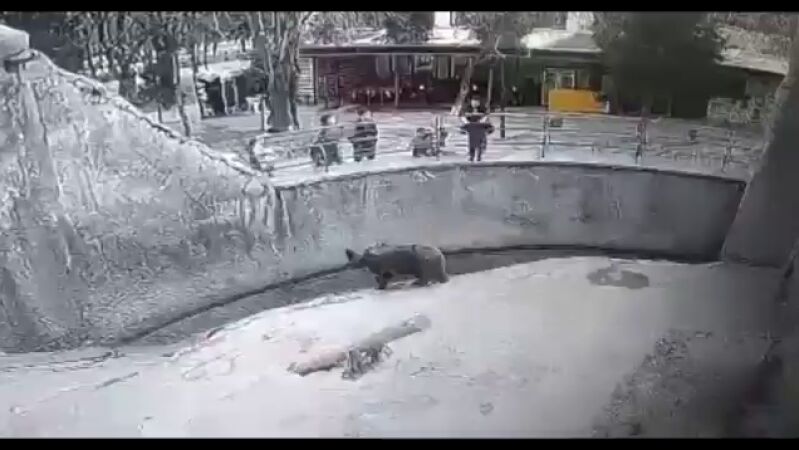 El aterrador momento en que a una madre arroja a su bebé en el recinto de un oso en Uzbekistán