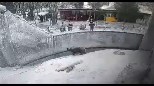 El aterrador momento en que a una madre se le cae su bebé en el recinto de un oso en Uzbekistán El aterrador momento en que a una madre se le cae su bebé en el recinto de un oso en Uzbekistán
