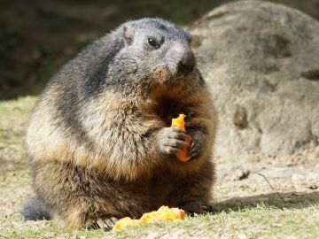 Una marmota disgustada por la muerte de Milltown Mel.
