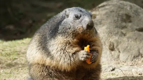 Una marmota disgustada por la muerte de Milltown Mel. Una marmota disgustada por la muerte de Milltown Mel.