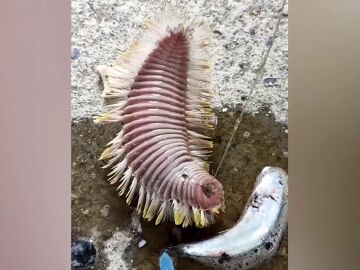 ¿Qué es esta extraña criatura peluda capturada por un pescador en Tailandia?