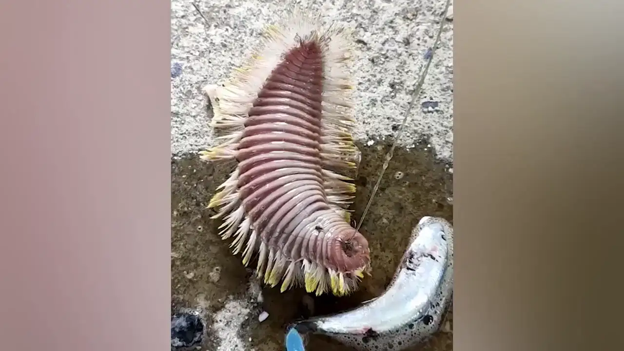 ¿Qué es esta extraña criatura peluda capturada por un pescador en Tailandia?