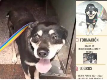 Un grupo de amigos crea un CV a un perro para encontrarle un hogar: “Graduado en mimos”