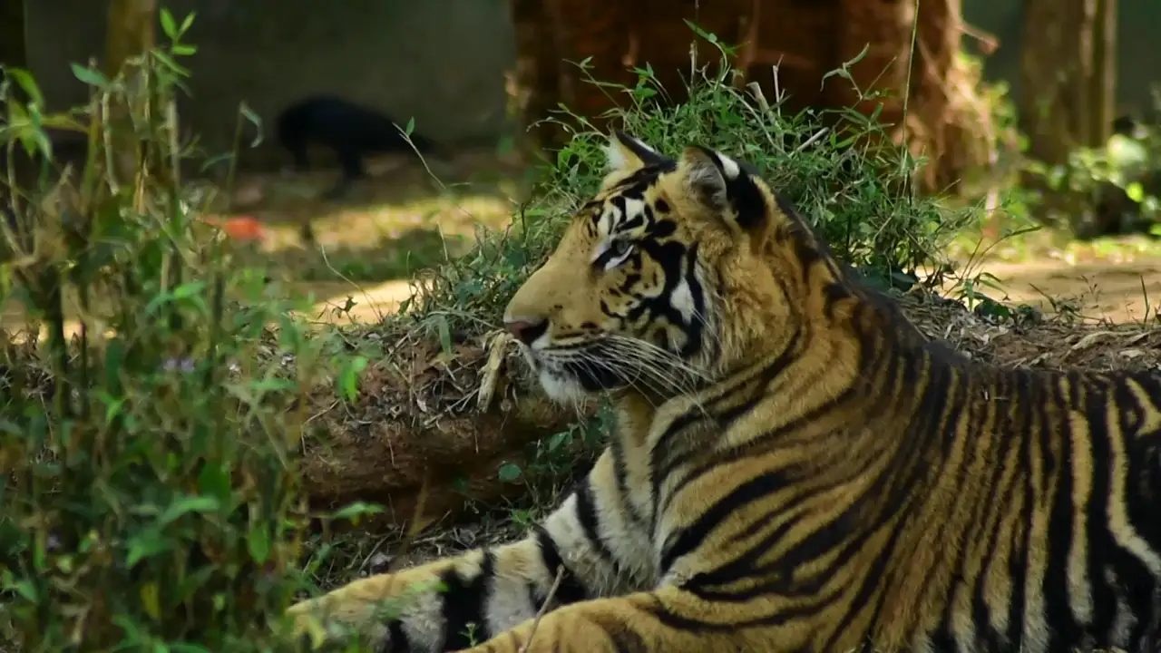 Un joven logra captar a dos tigres negros
