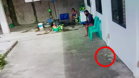 Cobra mortal intentando atacar a una mujer Cobra mortal intentando atacar a una mujer