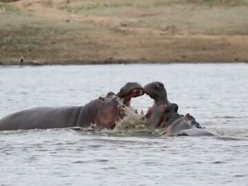 Dos hipopótamos enganchan sus mandíbulas durante una épica batalla de una hora en un río sudafricano