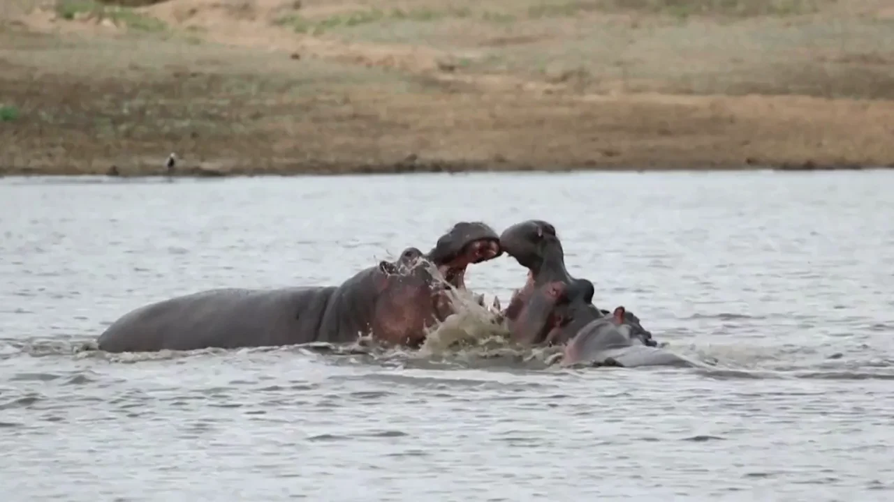 Dos hipopótamos enganchan sus mandíbulas durante una épica batalla de una hora en un río sudafricano Dos hipopótamos enganchan sus mandíbulas durante una épica batalla de una hora en un río sudafricano