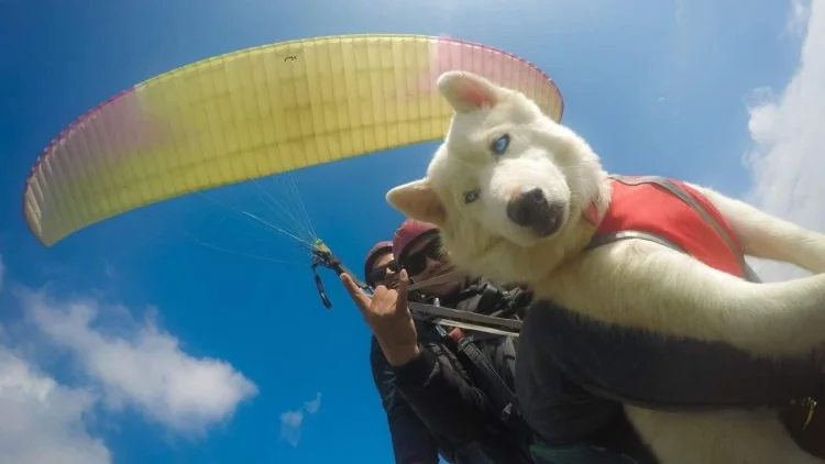 Perro husky en parapente Perro husky en parapente