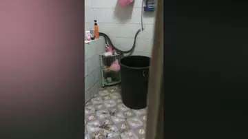 Una mujer aterrorizada encuentra una serpiente en el baño 
