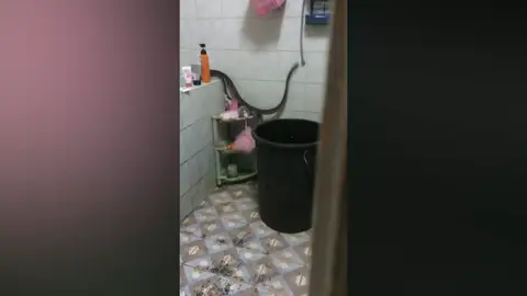 Una mujer aterrorizada encuentra una serpiente en el baño Una mujer aterrorizada encuentra una serpiente en el baño