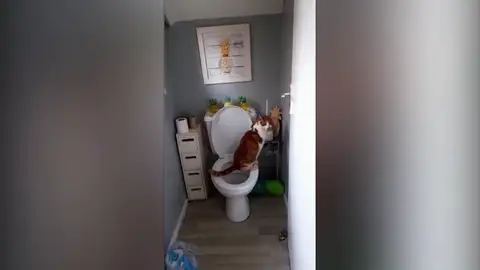 Los dueños de este gato fliparon al verle usando el retrete como un humano Los dueños de este gato fliparon al verle usando el retrete como un humano