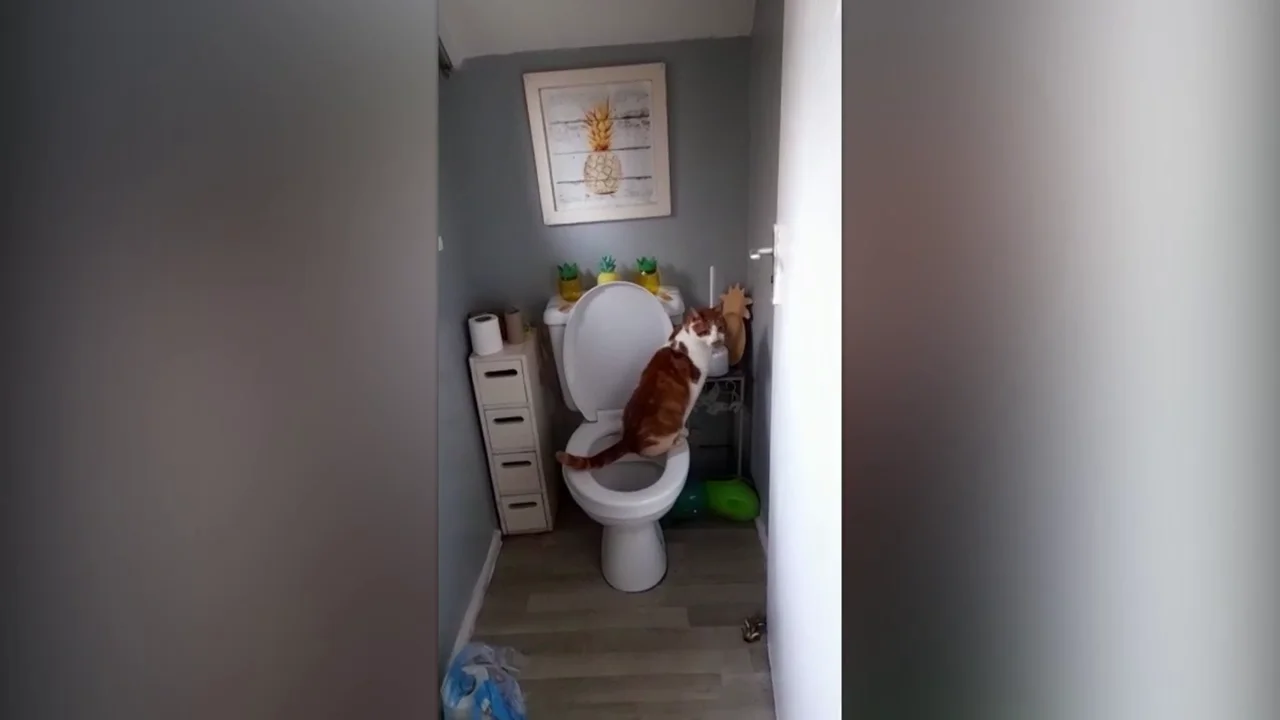 Los dueños de este gato fliparon al verle usando el retrete como un humano Los dueños de este gato fliparon al verle usando el retrete como un humano