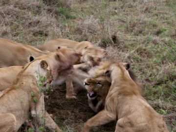Leonas atacando a un león