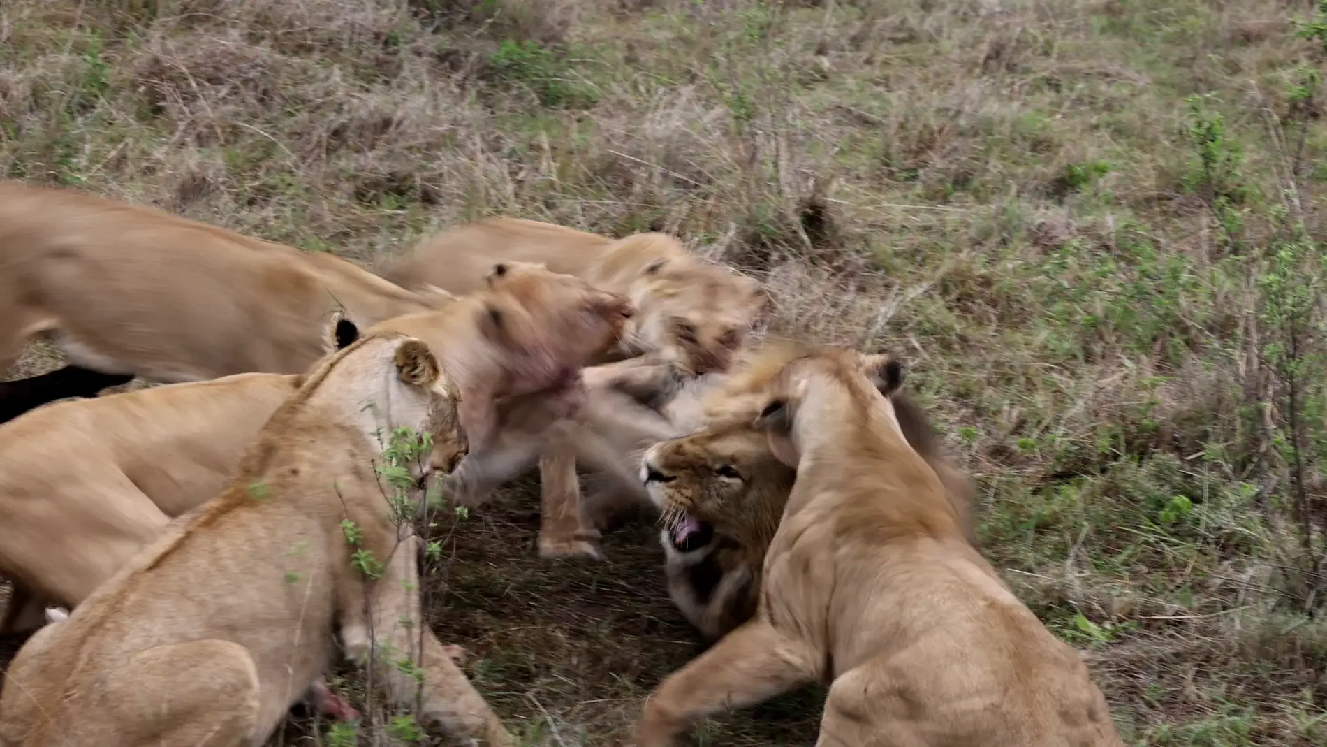 Un león pierde un testículo tras ser atacado por varias leonas