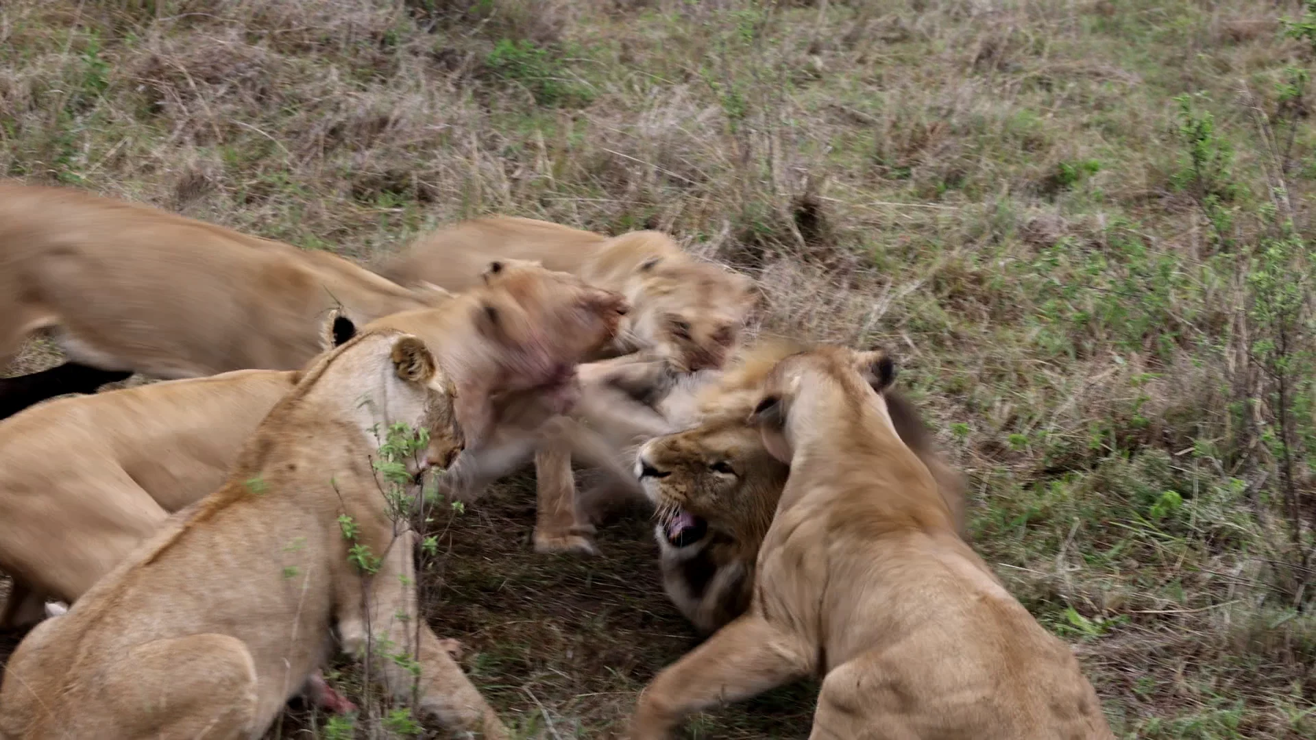 Leonas atacando a un león Leonas atacando a un león