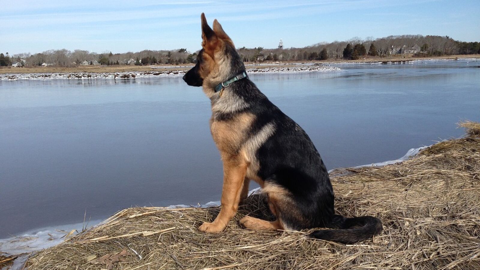 Vaguito, el perro que espera junto al mar el regreso de su dueño fallecido