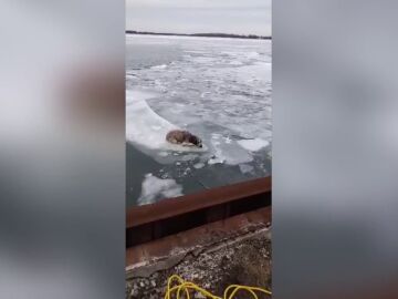 El heróico rescate de un perro a punto de morir atrapado en el hielo