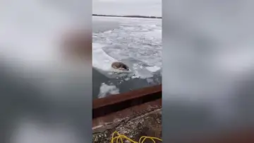 El heróico rescate de un perro a punto de morir atrapado en el hielo