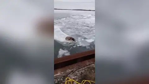 El heróico rescate de un perro a punto de morir atrapado en el hielo El heróico rescate de un perro a punto de morir atrapado en el hielo