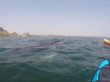 Una ballena sorprendió a un grupo de jóvenes que se encontraba practicando kayak en Australia