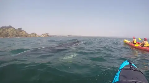 Una ballena sorprendió a un grupo de jóvenes que se encontraba practicando kayak en Australia Una ballena sorprendió a un grupo de jóvenes que se encontraba practicando kayak en Australia