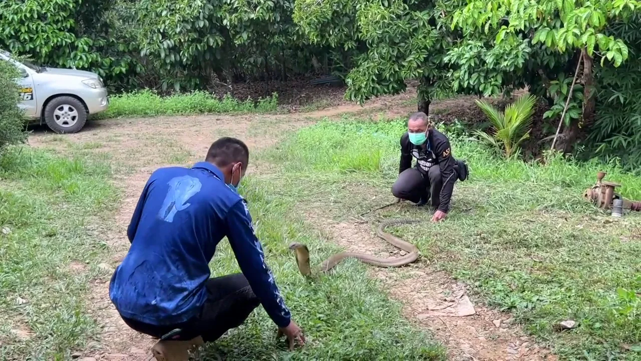 Una feroz cobra persigue a un domador de serpientes Una feroz cobra persigue a un domador de serpientes