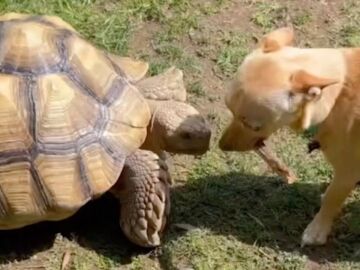 Un perro y una tortuga