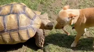 Un perro y una tortuga