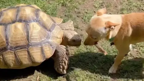 Un perro y una tortuga Un perro y una tortuga
