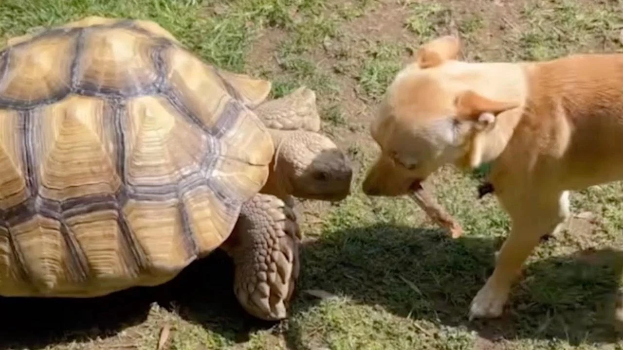 Un perro y una tortuga