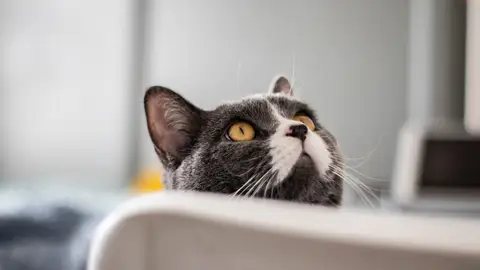Las 20 mejores fotos de mascotas rescatadas que te harán feliz Las 20 mejores fotos de mascotas rescatadas que te harán feliz
