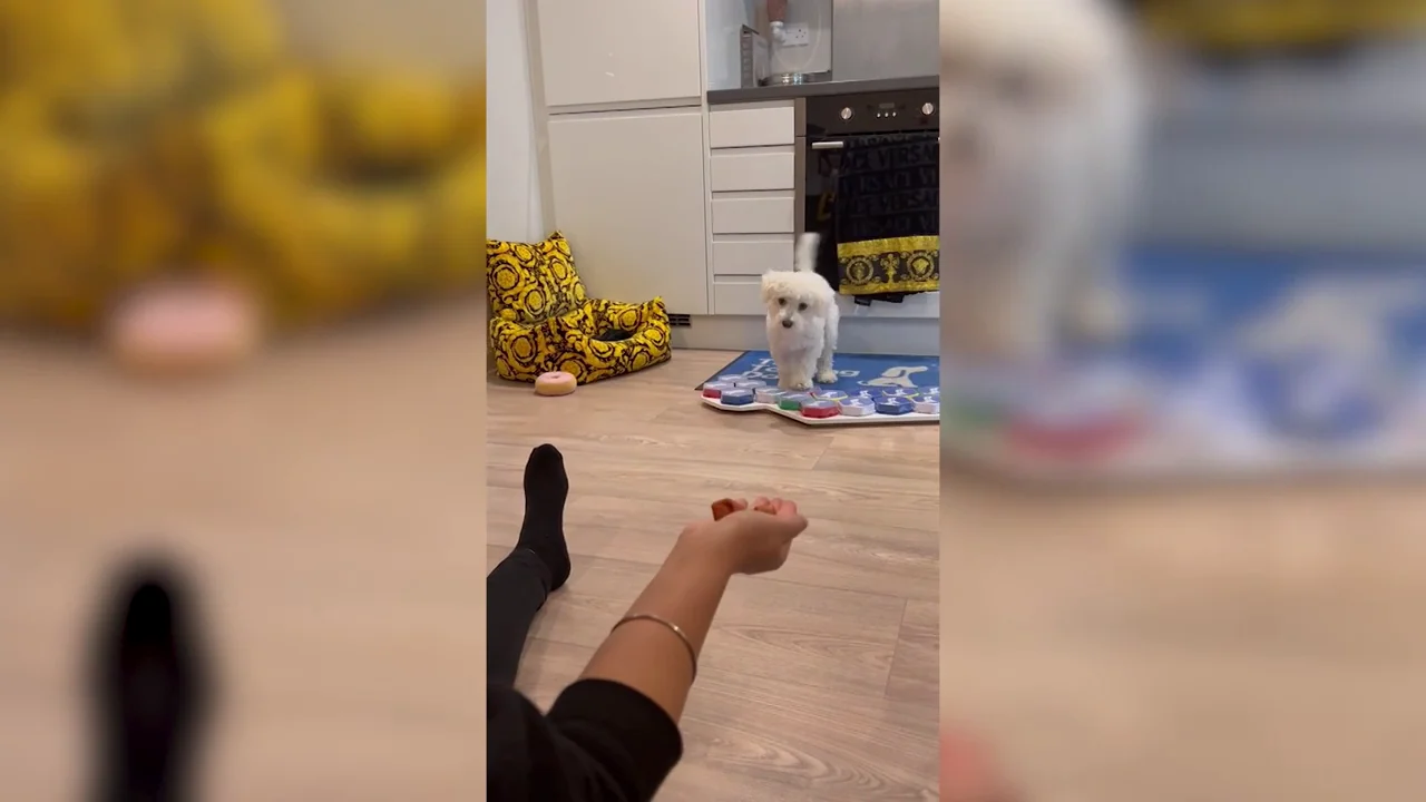 El perro que habla gracias a botones sorprende a todos los usuarios de TikTok