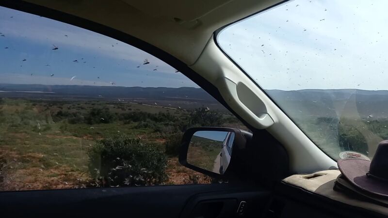 La espectacular nube de saltamontes que atraviesa esta conductora en Sudáfrica