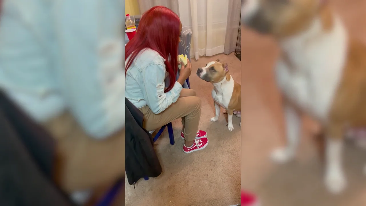Perro comiendo un sándwich El comportamiento de un perro que es digno de estudio